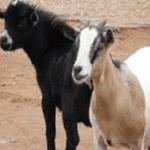 Man, 37, Faces Court Over Alleged Goat Theft in Ekiti