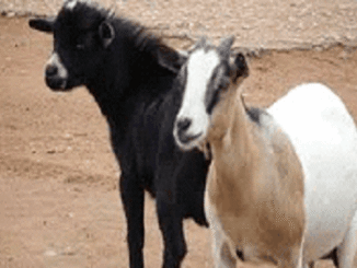 Man, 37, Faces Court Over Alleged Goat Theft in Ekiti