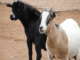 Man, 37, Faces Court Over Alleged Goat Theft in Ekiti